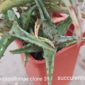 aloe castilloniae clone 3 (дітка з фото)