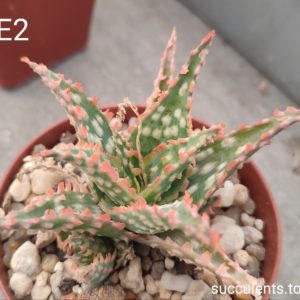 Aloe E2 selection дітка з рослини на фото