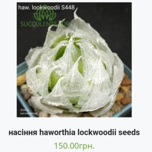 насіння haworthia lockwoodii seeds