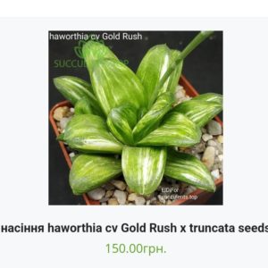 насіння haworthia cv Gold Rush x truncata seeds