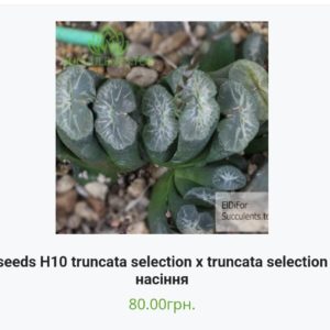 насіння H10 truncata selection x truncata selection  seeds