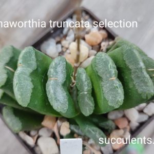 haworthia truncata selection
