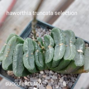 haworthia truncata selection