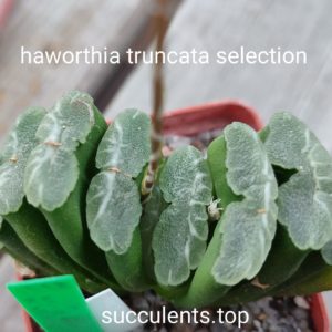 haworthia selection truncata
