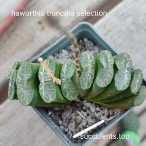 haworthia truncata selection