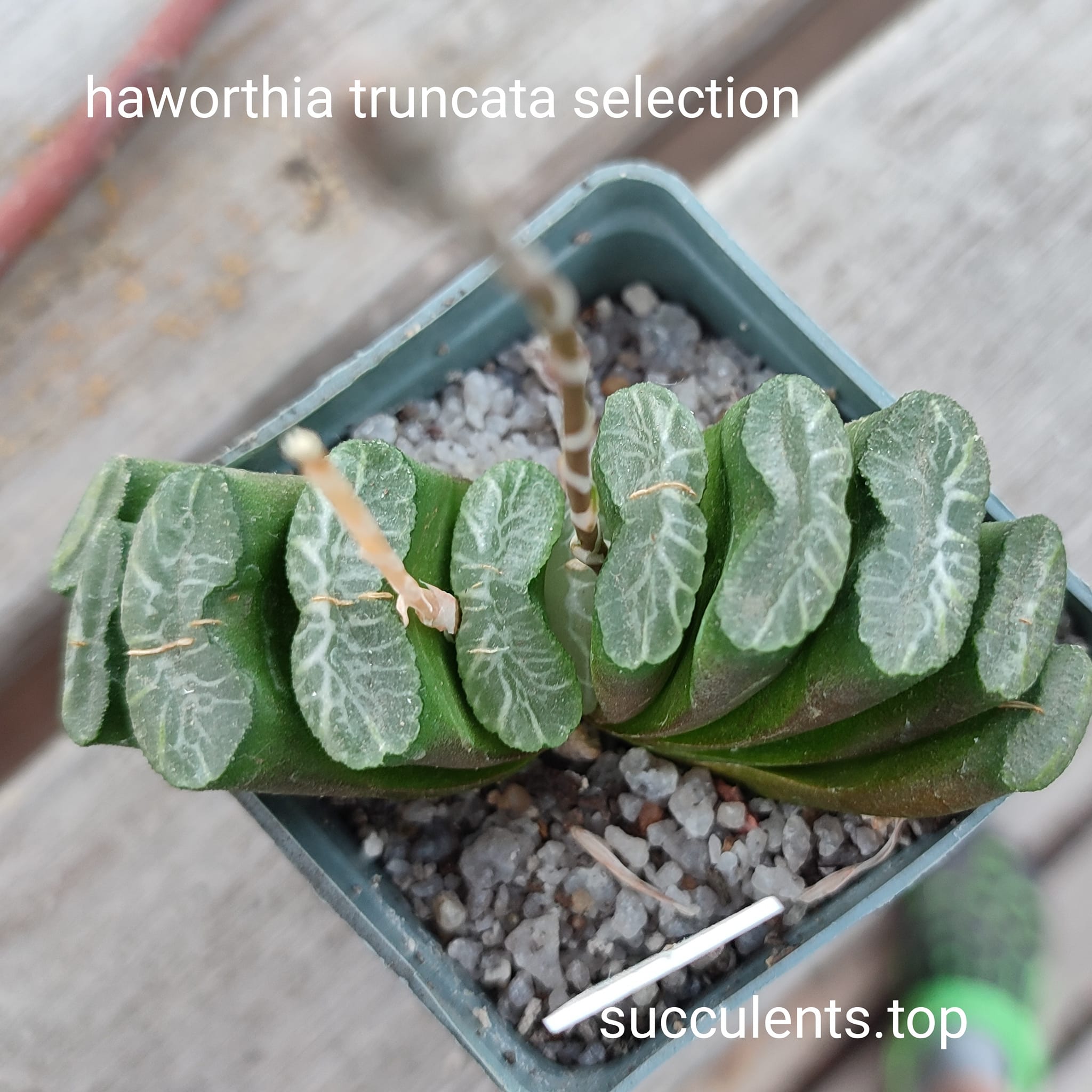 haworthia truncata selection