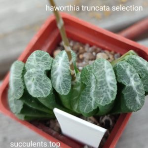 haworthia truncata selection