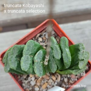 haworthia kobayshi x truncata selection