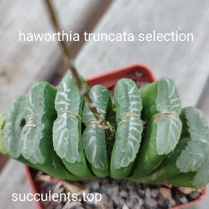haworthia truncata selection