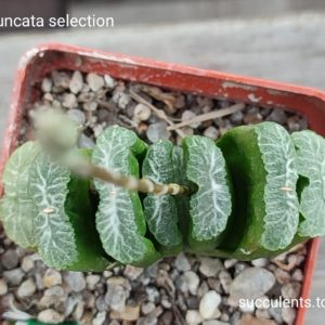 haworthia truncata selection
