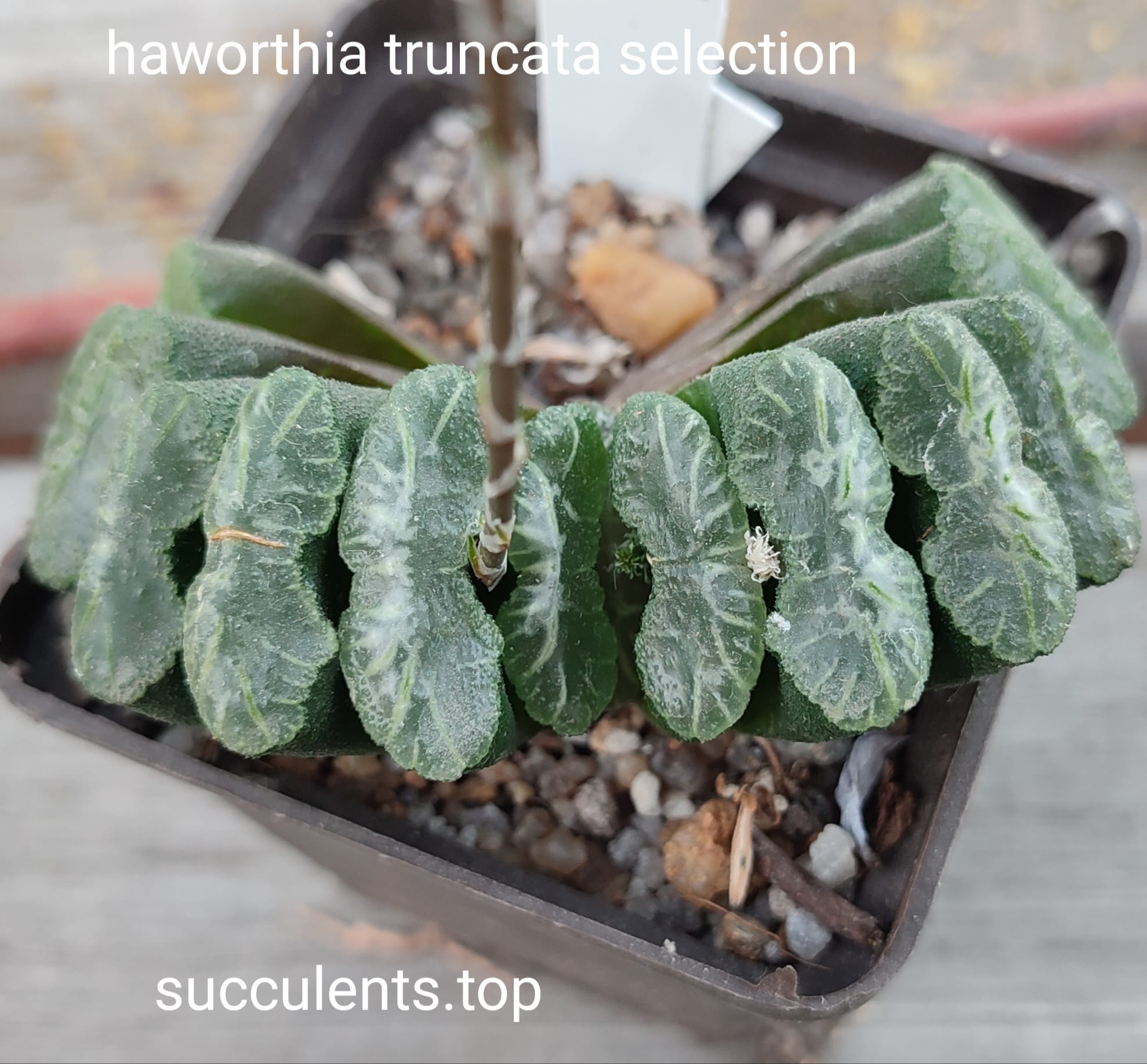 haworthia truncata selection
