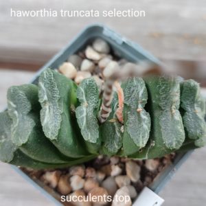 haworthia truncata selection