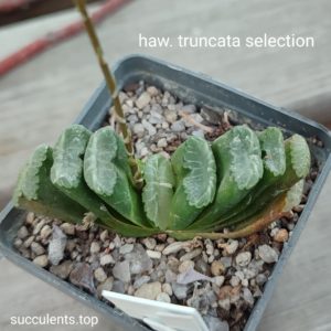 haworthia truncata selection