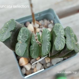 haworthia truncata selection