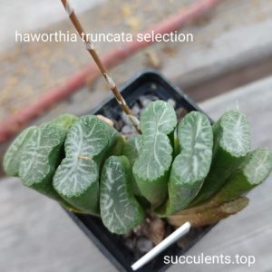 haworthia truncata selection