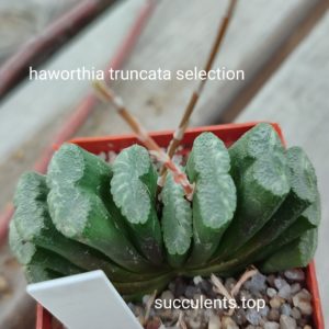 haworthia truncata selection
