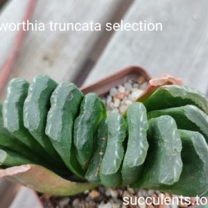haworthia truncata