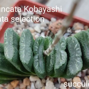 haworthia kobayashi x truncata