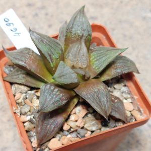 4690 Haworthia 'Sofia' x 'Yulia' hybrid F2 вік 6 років