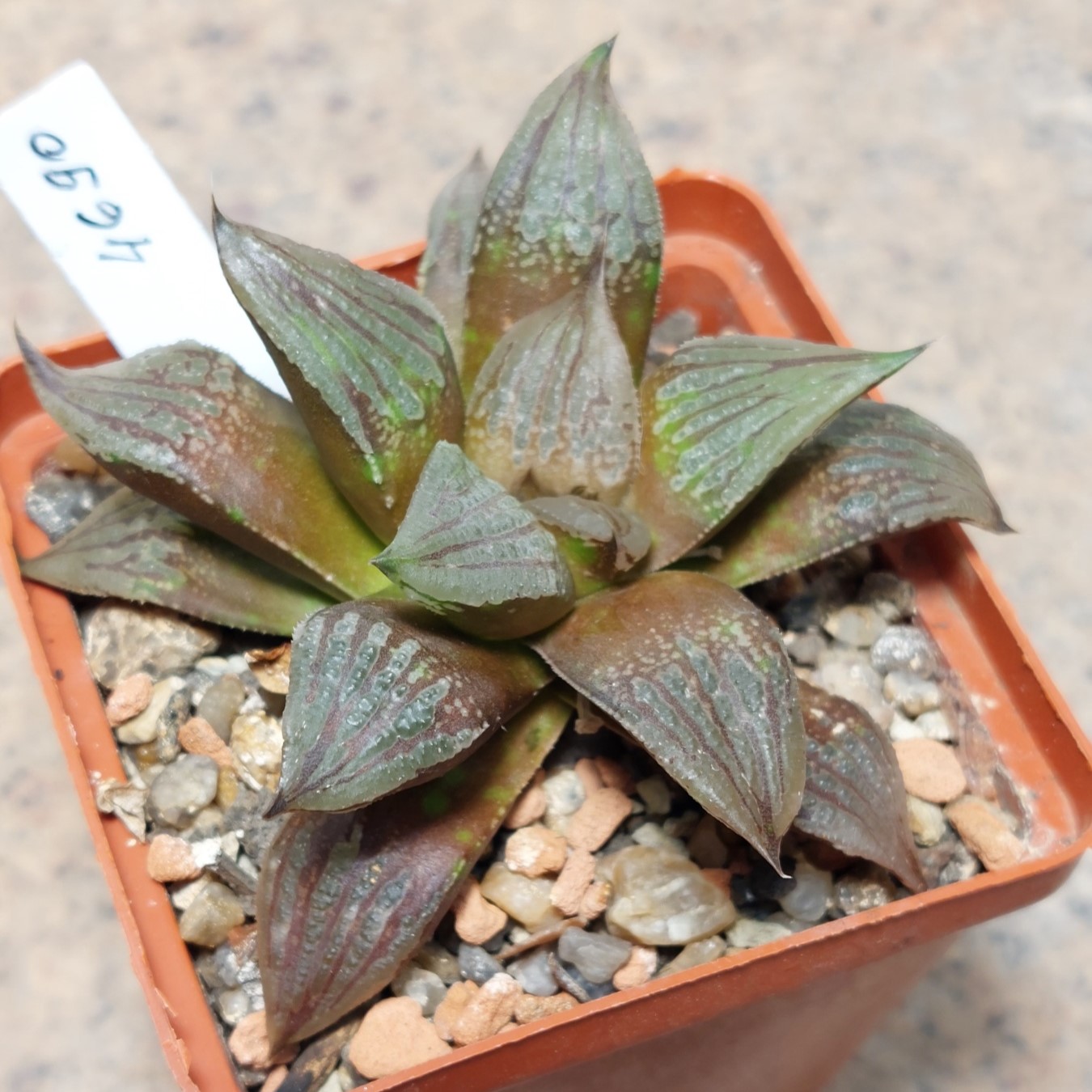4690 Haworthia 'Sofia' x 'Yulia' hybrid F2 вік 6 років