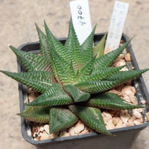4700 Haworthia limifolia ех variegata сіянець вік 8 років