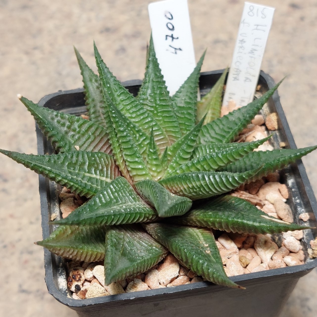 4700 Haworthia limifolia ех variegata сіянець вік 8 років