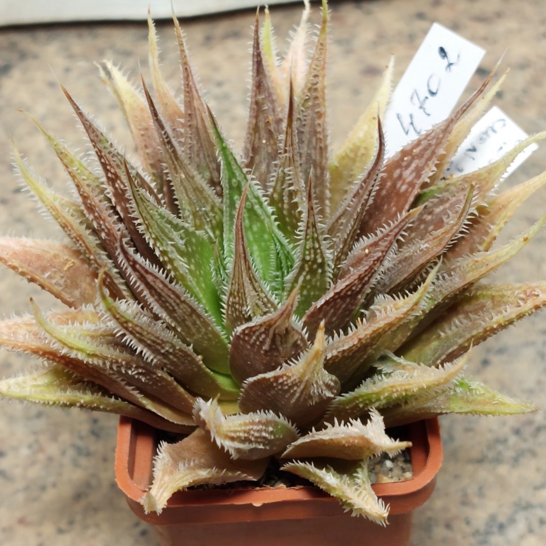 4702 Haworthia schultiana x retusa x comptoniana hybrid F2 вік 7 років