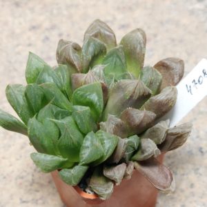 4708 Haworthia cooperi hybrid весь горщик
