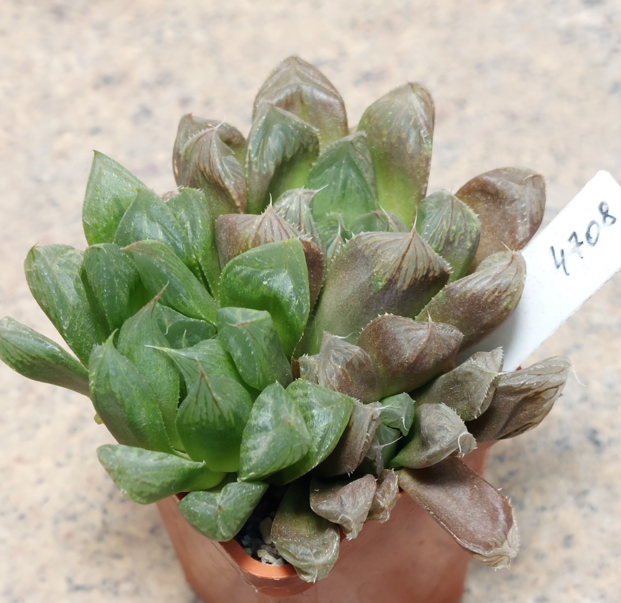 4708 Haworthia cooperi hybrid весь горщик