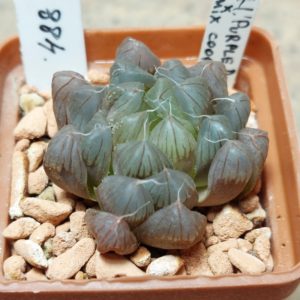488 Haworthia  obtusa 'Purple Dodson' x cooperi сіянець
