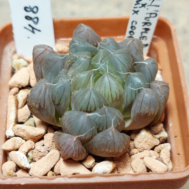 488 Haworthia  obtusa 'Purple Dodson' x cooperi сіянець