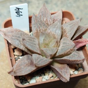 494 Haworthia 'Karasujoh' hybrid x picta hybrid