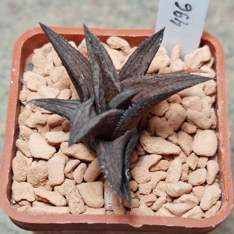 496 Haworthia venosa v.coriacea x tesselata