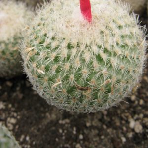 Epithelantha micromeris SB1328 насіння