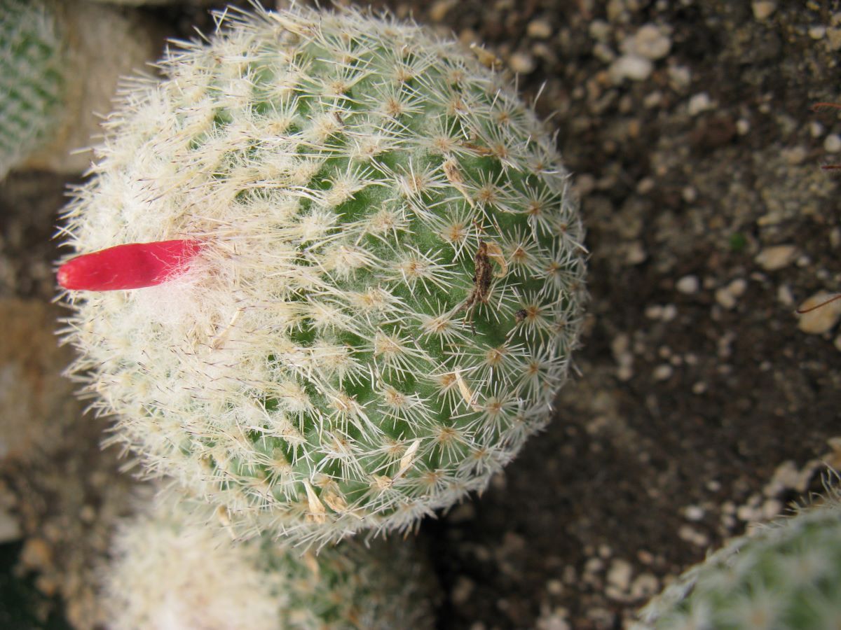 Epithelantha micromeris SB1328 насіння