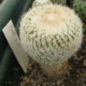 Epithelantha gregii SB358 насіння