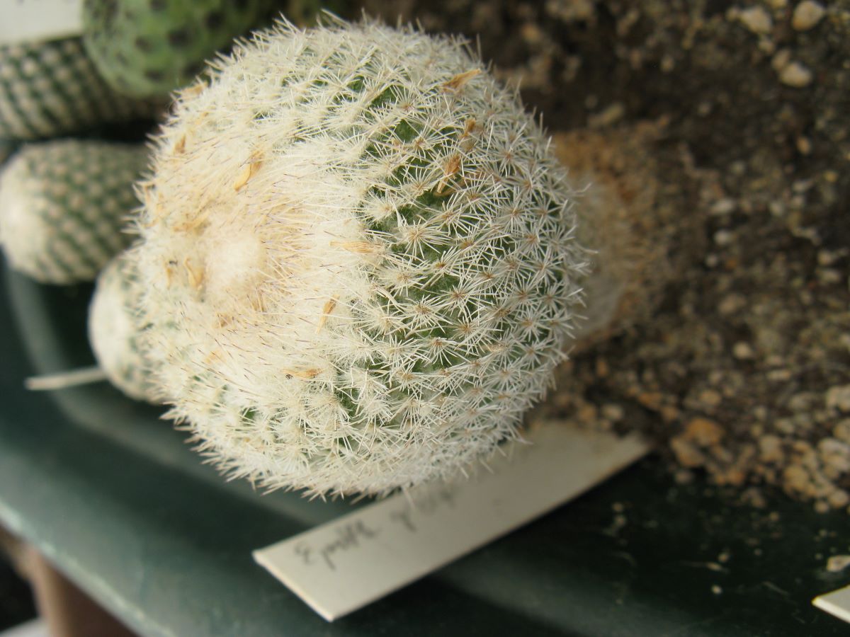 Epithelantha gregii SB358 насіння