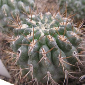 Neochilenia deherdtiana KK114 насіння
