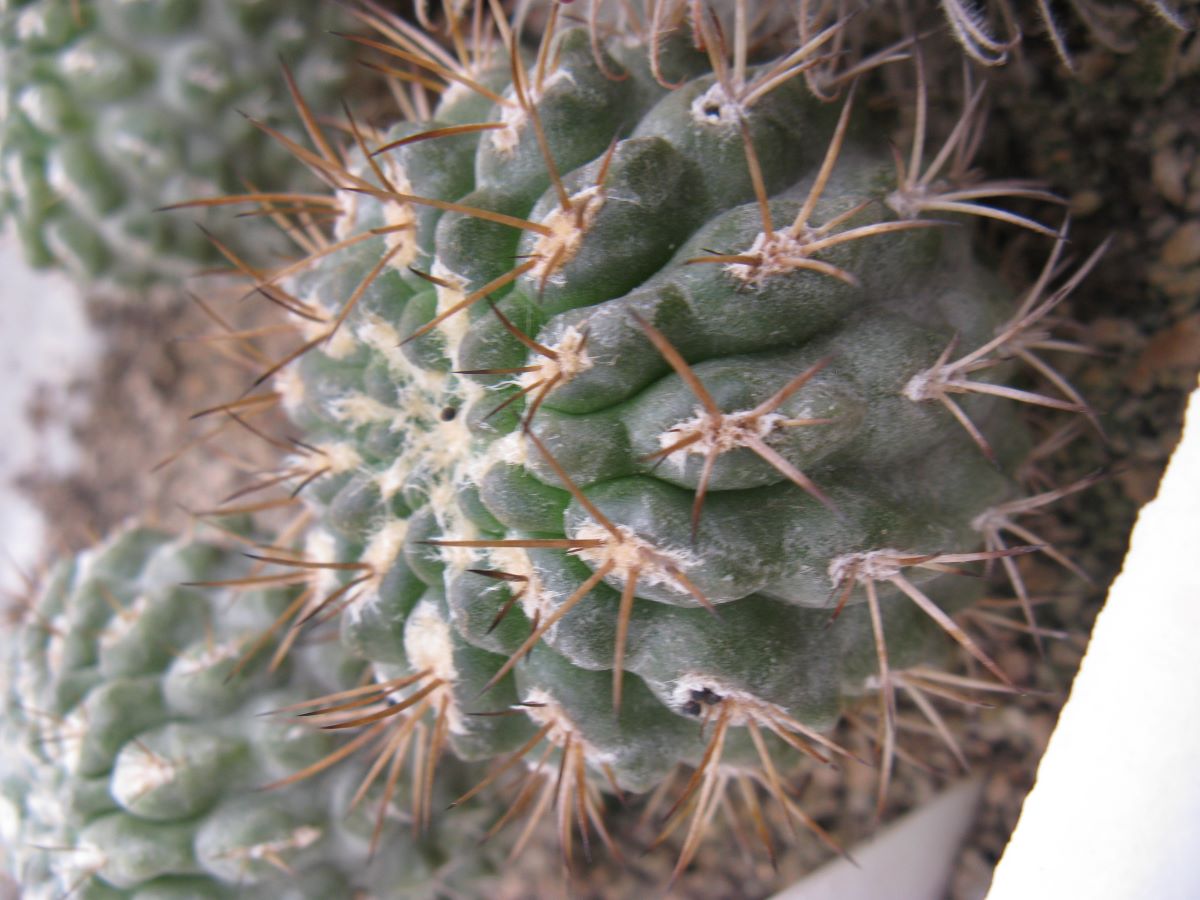 Neochilenia deherdtiana KK114 насіння