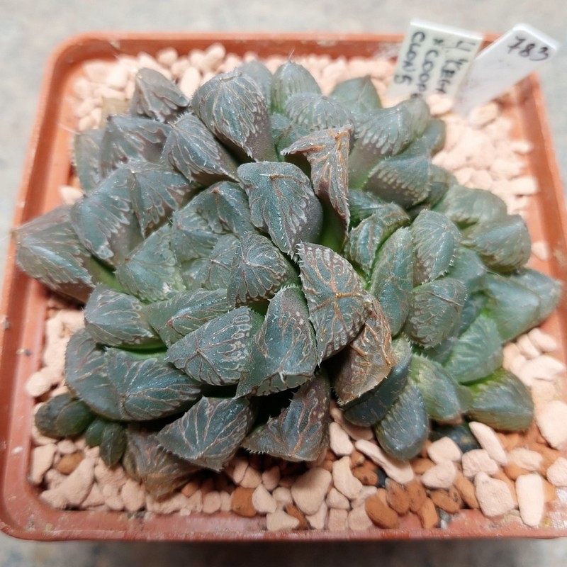 783 Haworthia 'Kegazato' x cooperi clon5 весь горщик