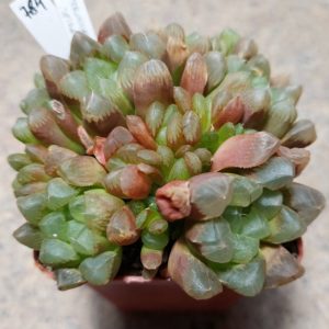 784 Haworthia cooperi hybrid весь горшик