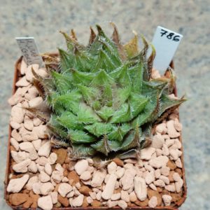 786 Haworthia 'Gorbi' hybrid F2