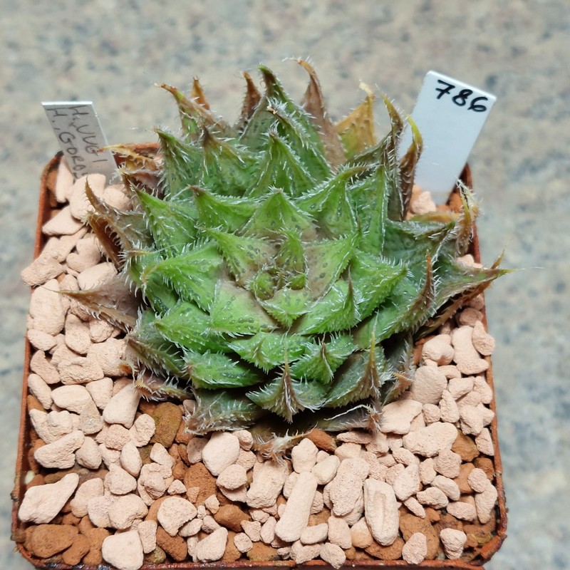 786 Haworthia 'Gorbi' hybrid F2