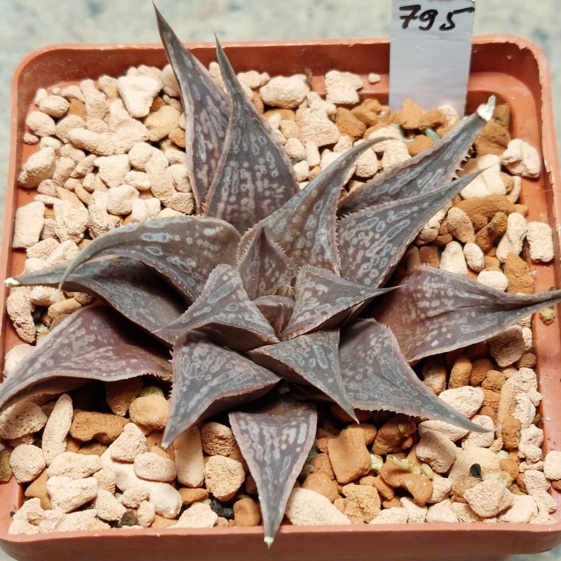 795 Haworthia 'Metarica' x splendens hybrid