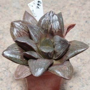 799 Haworthia 'Black Major' hybrid