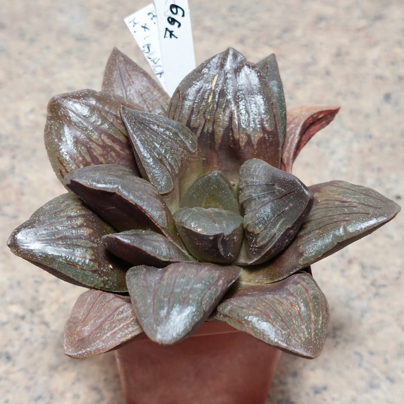 799 Haworthia 'Black Major' hybrid
