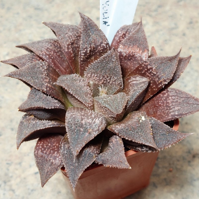 802 Haworthia splendens x 'Yulia'