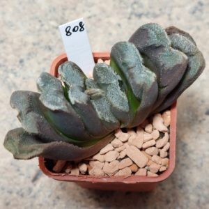 808 Haworthia truncata hybrid