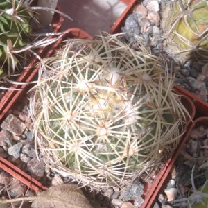 Coryphantha  retusa -s