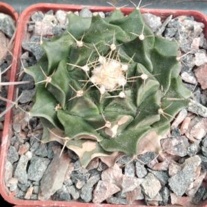 Obregonia denegrii -s